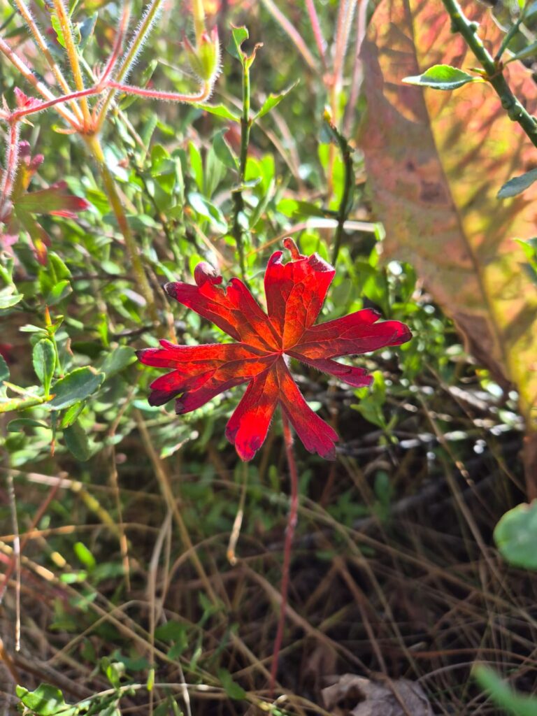 WhatsApp Image 2026-02-19 at 09.07.40 (1)